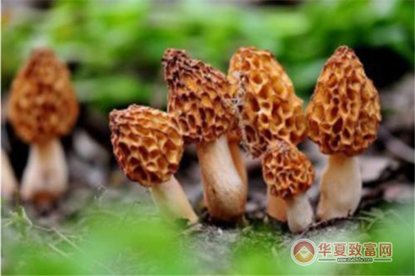 羊肚菌种植加盟